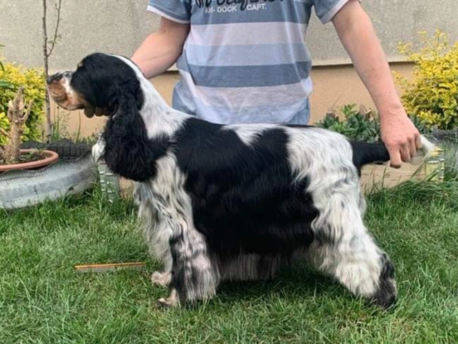 Englischer Cocker Spaniel Welpe kaufen