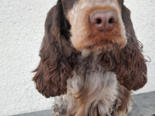 Perros Cocker Spaniel Inglés en venta