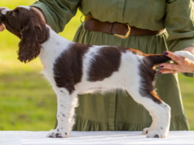 Perros Springer Spaniel Inglés en venta
