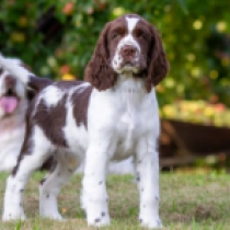 Bettina, liver and white Springer Spaniel Inglés en venta