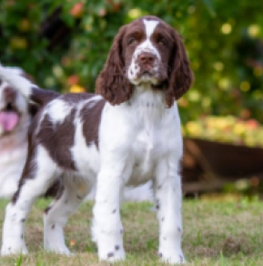 Perros Springer Spaniel Inglés en venta