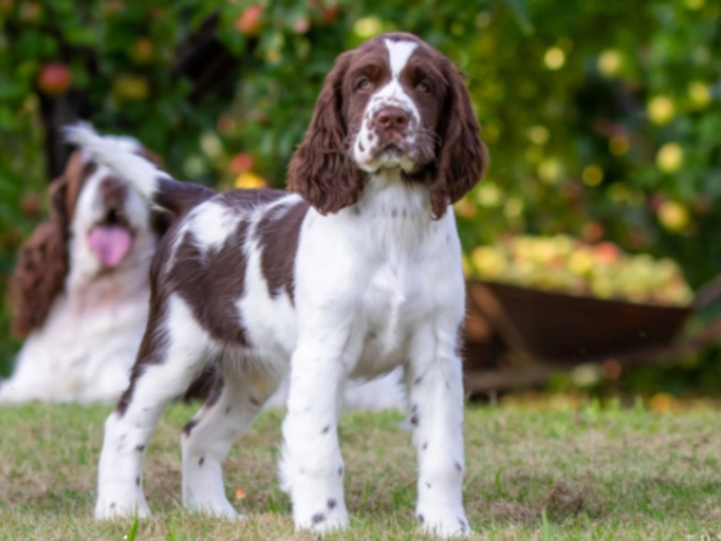 Perros Springer Spaniel Inglés en venta
