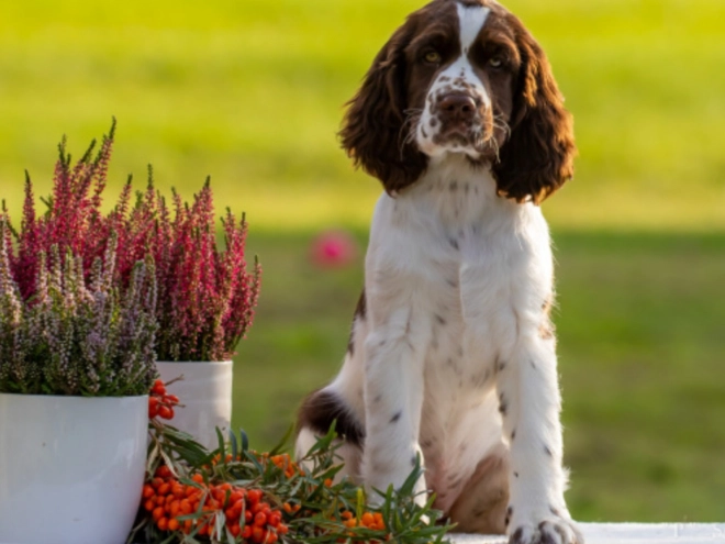 Perros Springer Spaniel Inglés en venta
