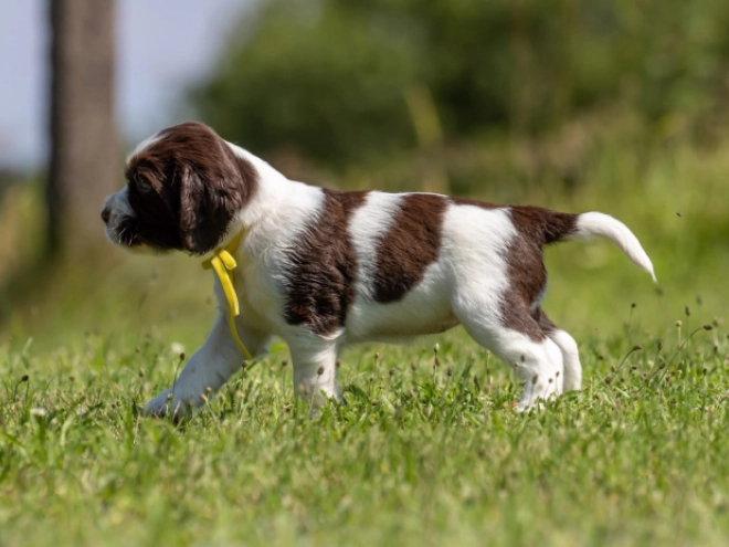 Perros Springer Spaniel Inglés en venta