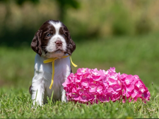 Perros Springer Spaniel Inglés en venta