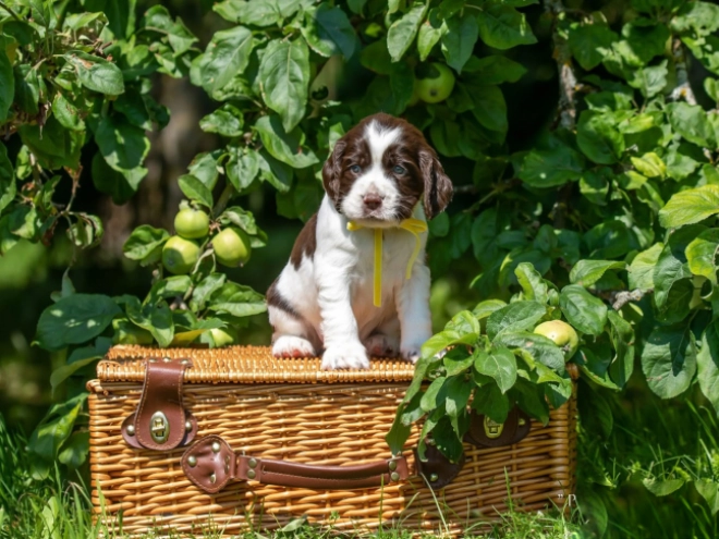 Perros Springer Spaniel Inglés en venta
