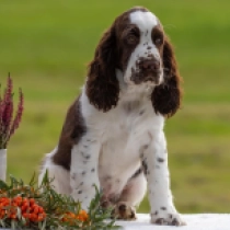 Norton, liver and white Springer Spaniel Inglés en venta
