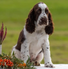 Perros Springer Spaniel Inglés en venta