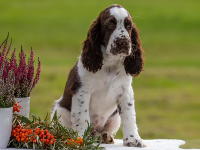 Perros Springer Spaniel Inglés en venta