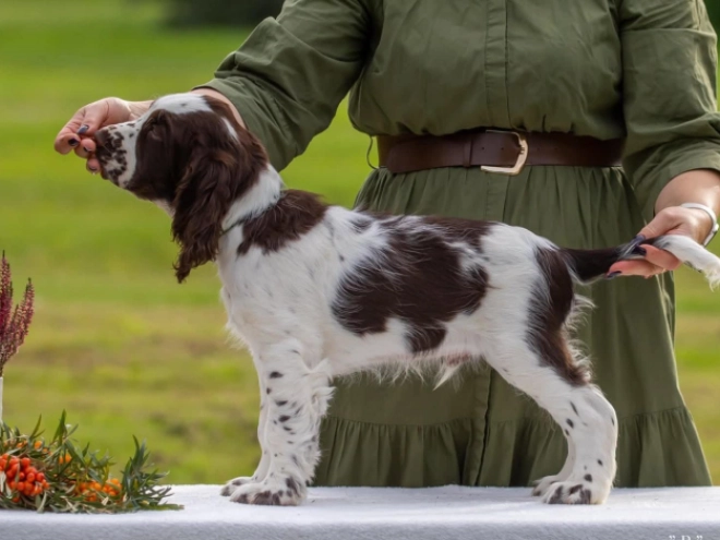 Perros Springer Spaniel Inglés en venta