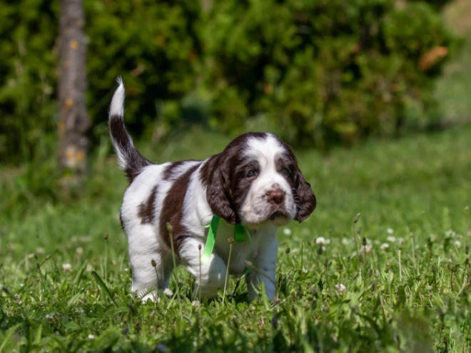 Perros Springer Spaniel Inglés en venta