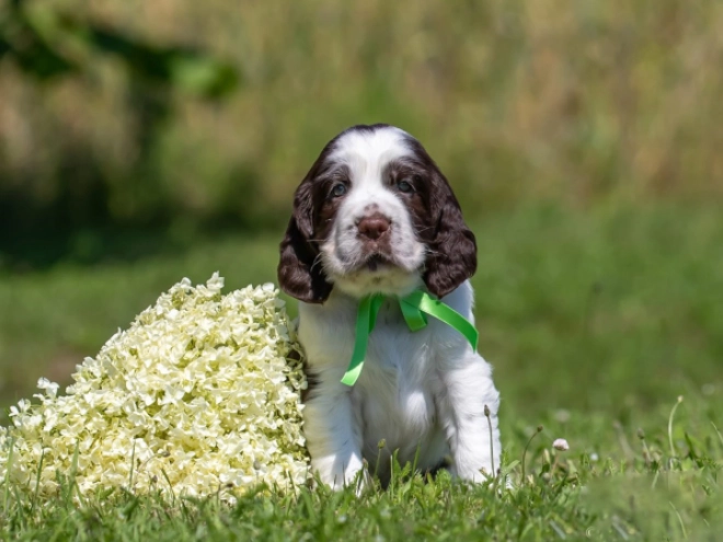 Perros Springer Spaniel Inglés en venta
