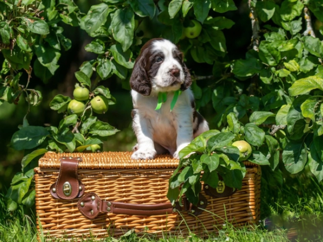 Perros Springer Spaniel Inglés en venta