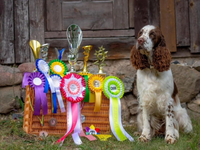 Perros Springer Spaniel Inglés en venta