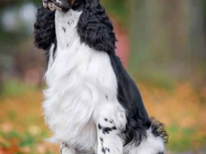 Perros Springer Spaniel Inglés en venta