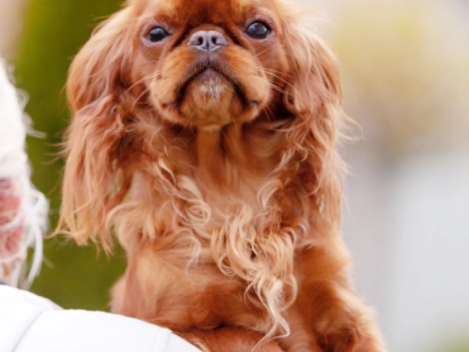 King Charles Spaniel Welpe zu verkaufen