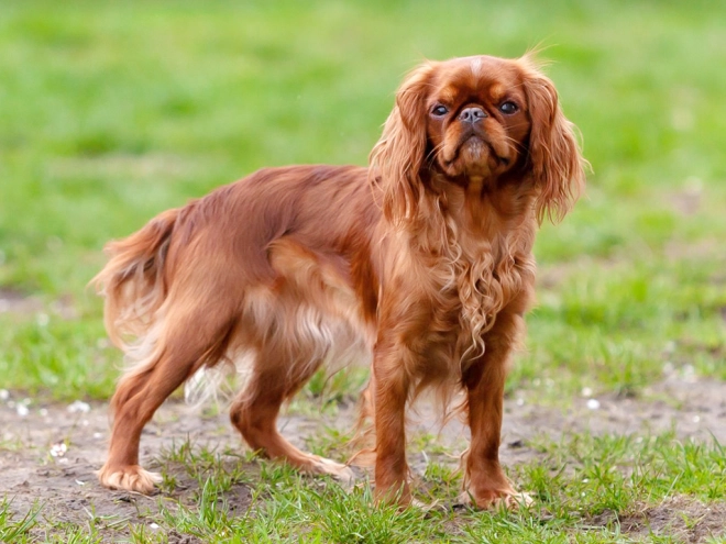 King Charles Spaniel Welpe zu verkaufen