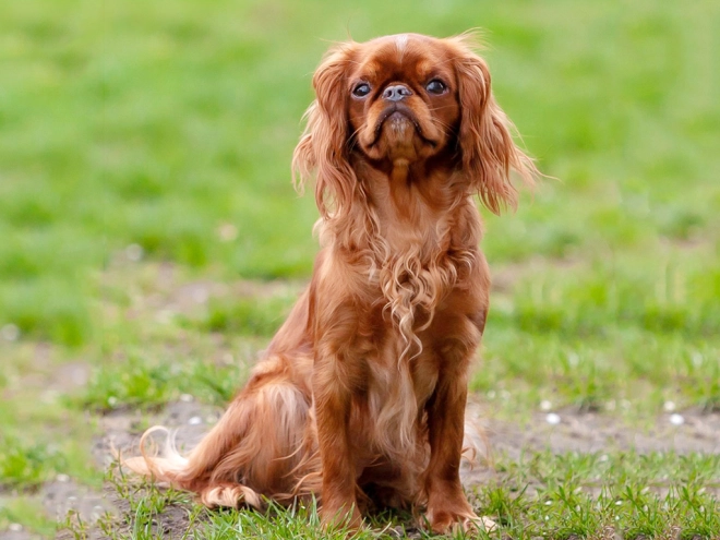 King Charles Spaniel Welpe zu verkaufen
