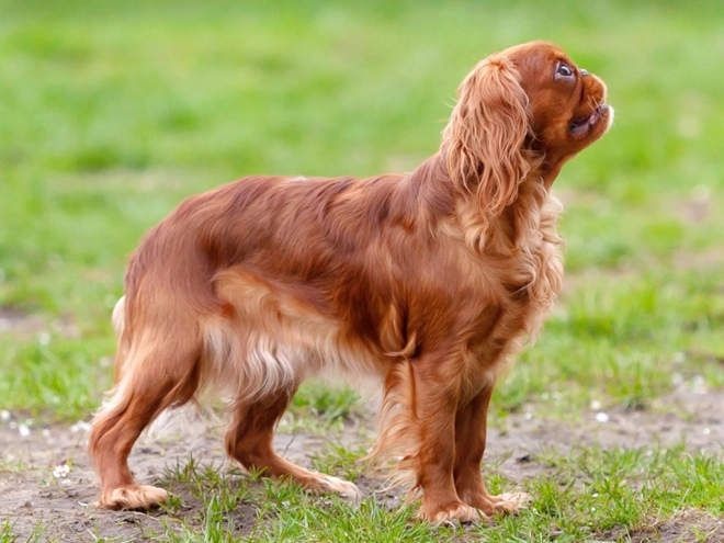 King Charles Spaniel Welpe zu verkaufen