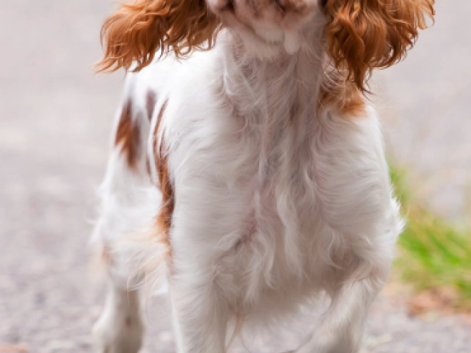 King Charles Spaniel Welpe zu verkaufen