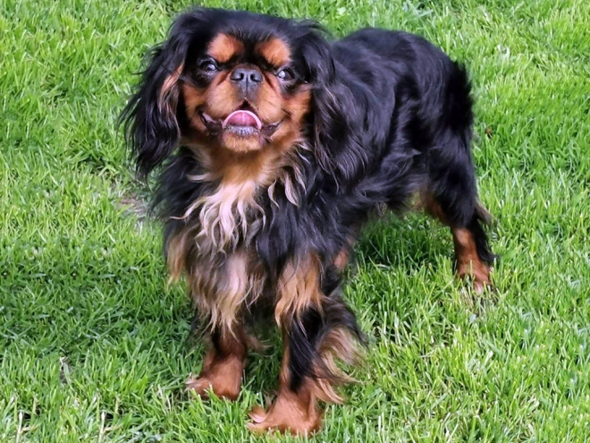 King Charles Spaniel Welpe zu verkaufen
