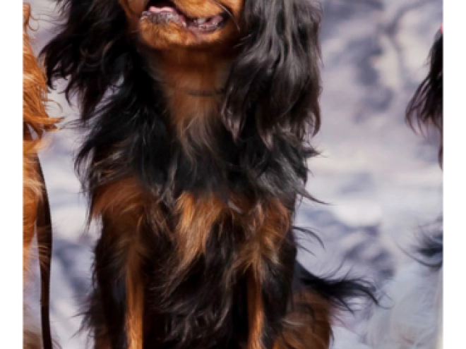 King Charles Spaniel Welpe zu verkaufen