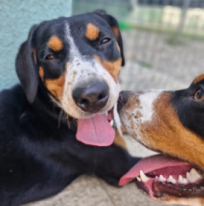 Perros Entlebucher en venta