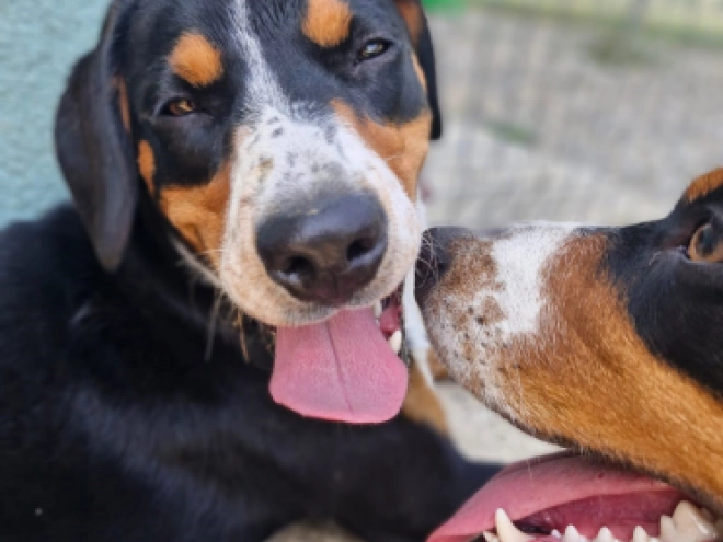 Perros Entlebucher en venta