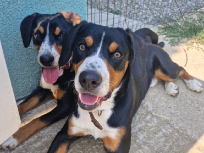 Perros Entlebucher en venta