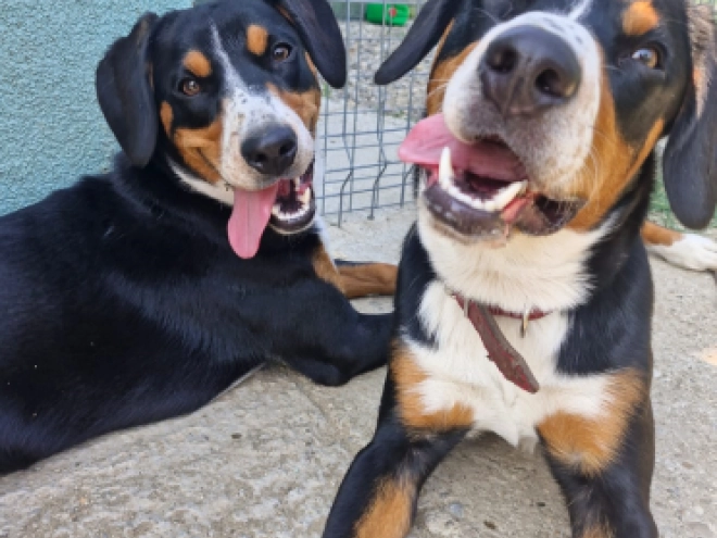 Perros Entlebucher en venta