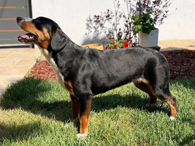 Entlebucher Sennenhund Welpe kaufen
