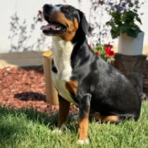 Amie, tricolor Entlebucher en venta