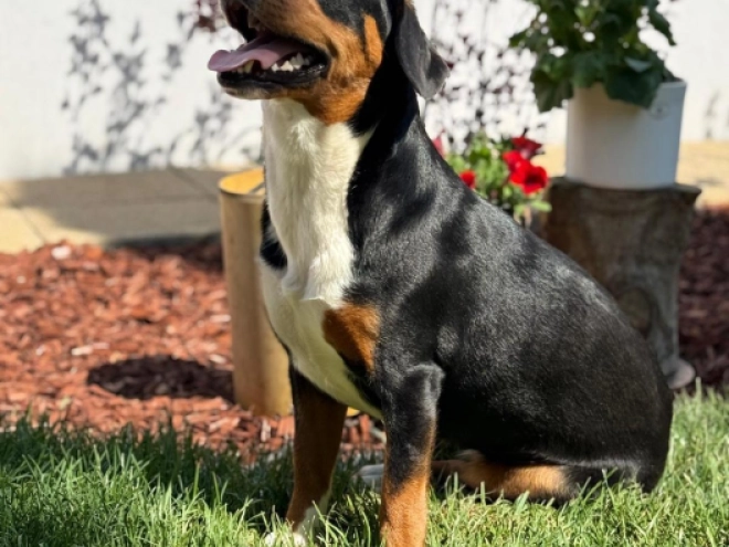 Entlebucher Sennenhund Welpe kaufen