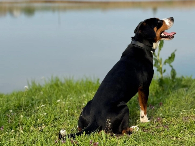Entlebucher Sennenhund Welpe kaufen
