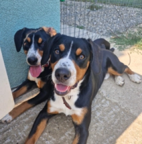 Perros Entlebucher en venta