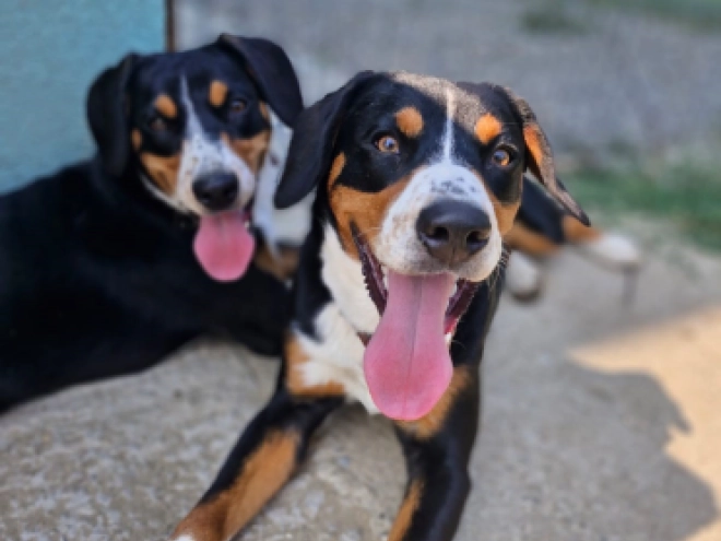 Entlebucher Sennenhund Welpe kaufen