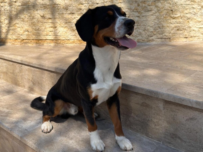 Entlebucher Sennenhund Welpe kaufen