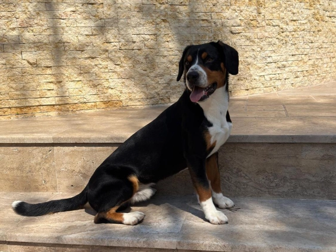 Entlebucher Sennenhund Welpe kaufen