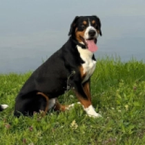 Amon, tricolor Entlebucher Sennenhund Welpen kaufen