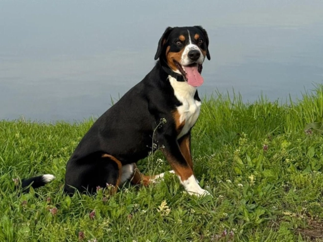 Entlebucher Sennenhund Welpe kaufen