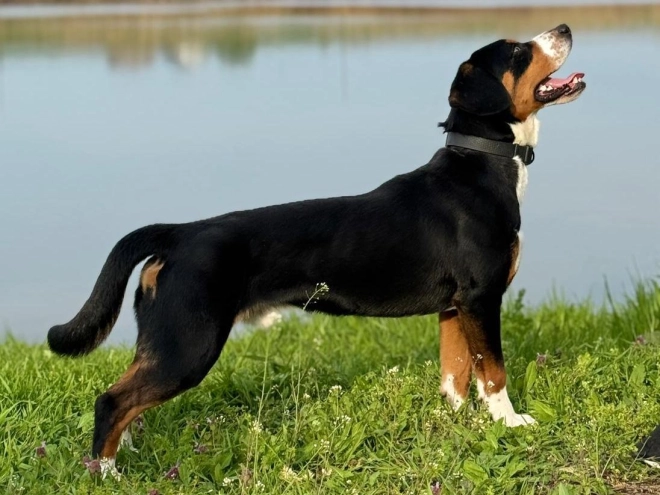 Entlebucher Sennenhund Welpe kaufen