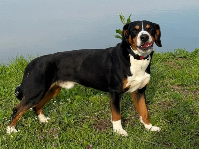Entlebucher Sennenhund Welpe kaufen