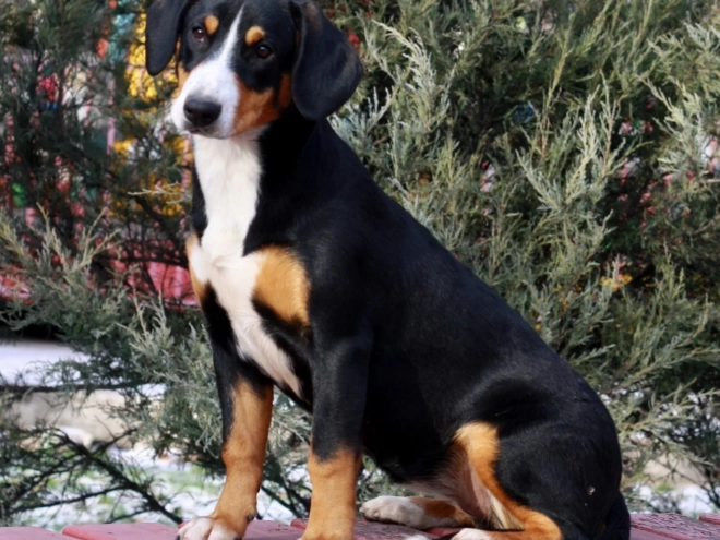 Entlebucher puppy for sale