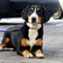Entlebucher Sennenhund Welpe zu verkaufen