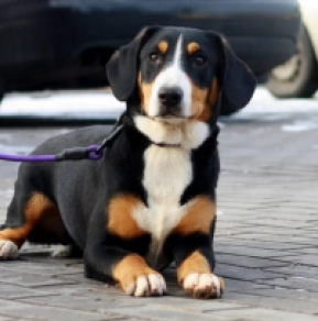 Entlebucher puppy for sale