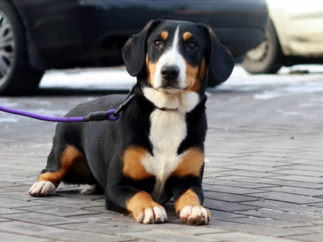 Entlebucher puppy for sale