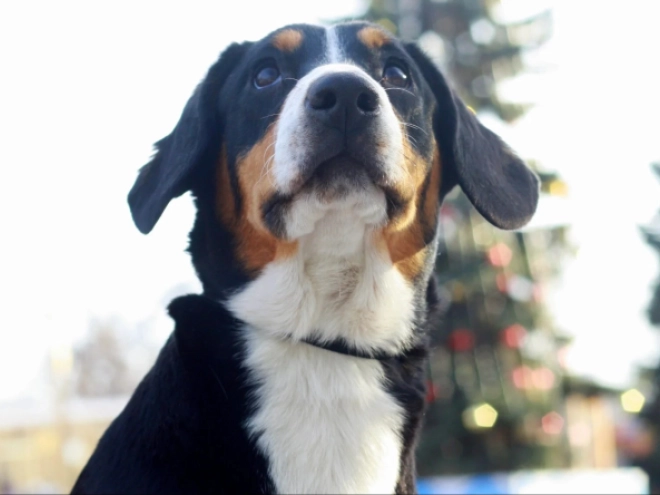 Entlebucher puppy for sale