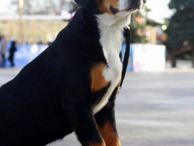 Entlebucher puppy for sale