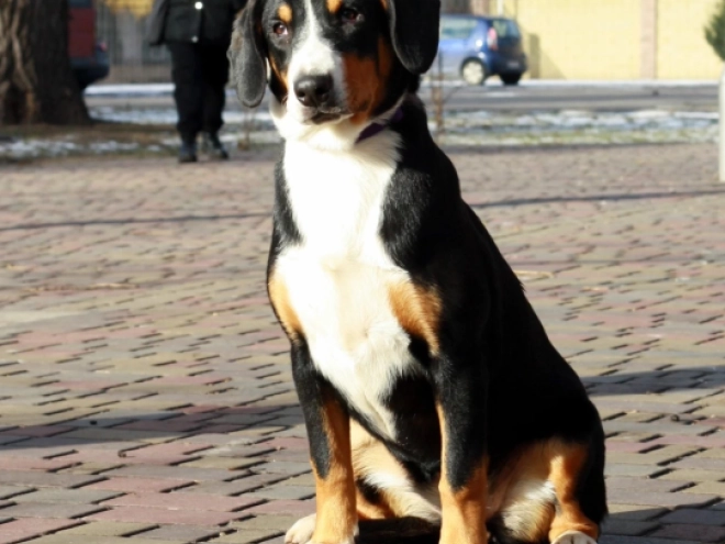Perros Entlebucher en venta