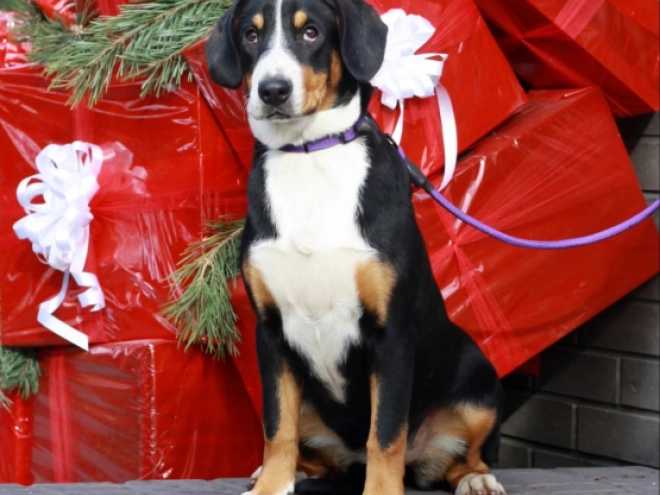 Perros Entlebucher en venta